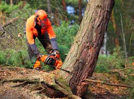 Best Tree Removal  in Berryville, VA