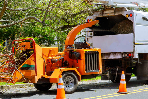 Leaf Removal in Berryville, VA