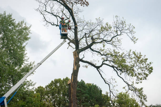 Best Tree Maintenance Programs  in Berryville, VA