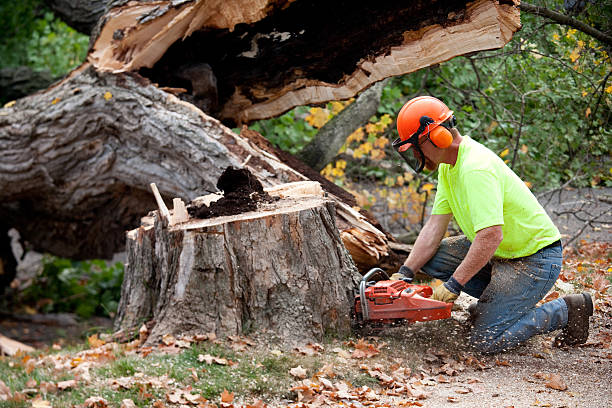 Trusted Berryville, VA  Tree Services Experts