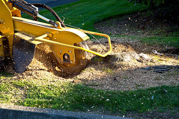 Best Root Management and Removal  in Berryville, VA