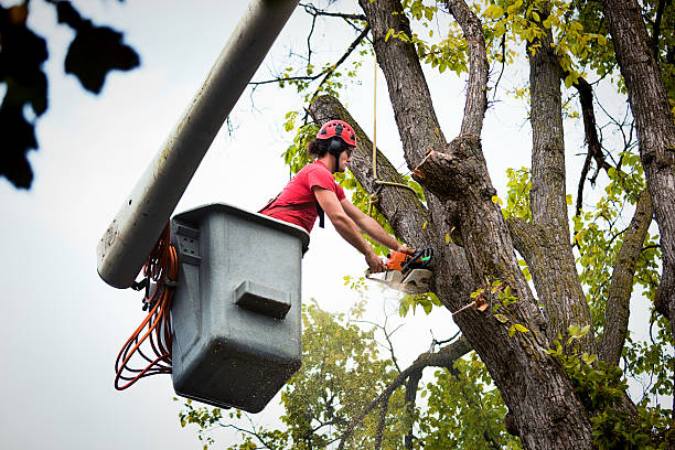 Best Commercial Tree Services  in Berryville, VA